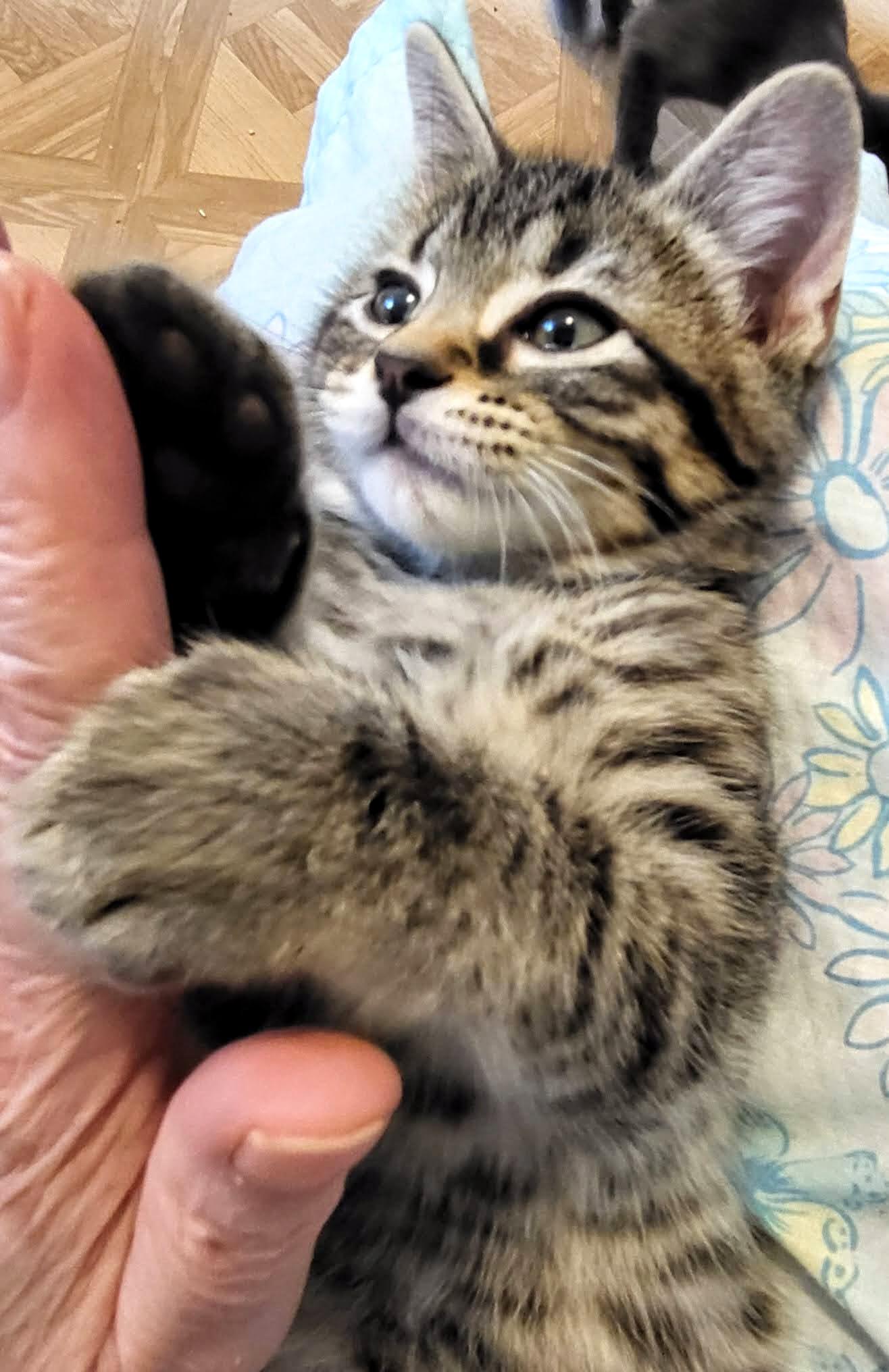 Enlarge Bud, a Adoptable Domestic Short Hair in Shawnee, KS image 3/3