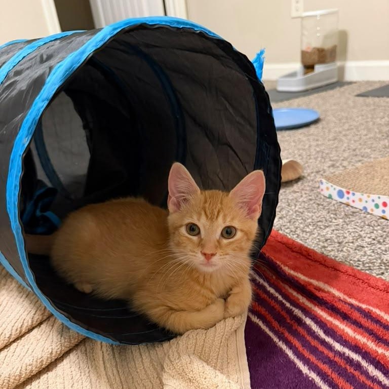 Enlarge Captain Crunch, a ADOPTABLE Domestic Short Hair in Acworth, GA image 5/5