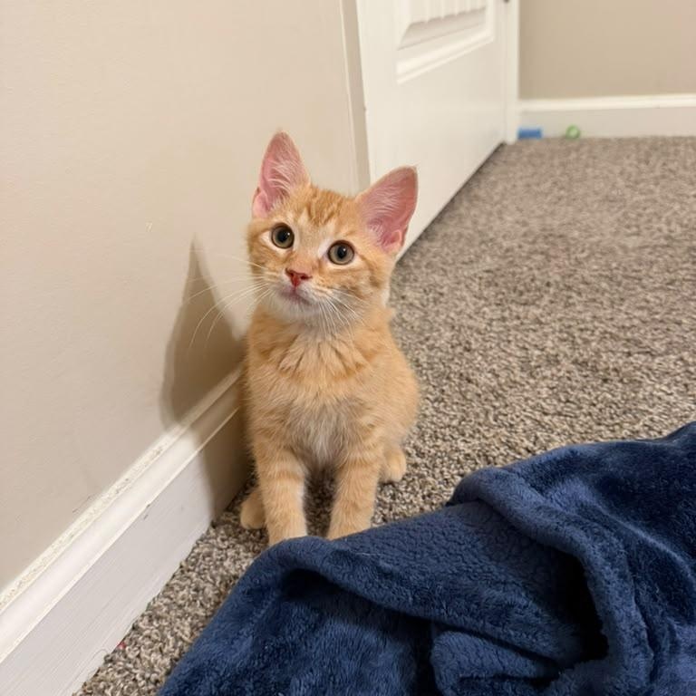Enlarge Captain Crunch, a ADOPTABLE Domestic Short Hair in Acworth, GA image 2/5