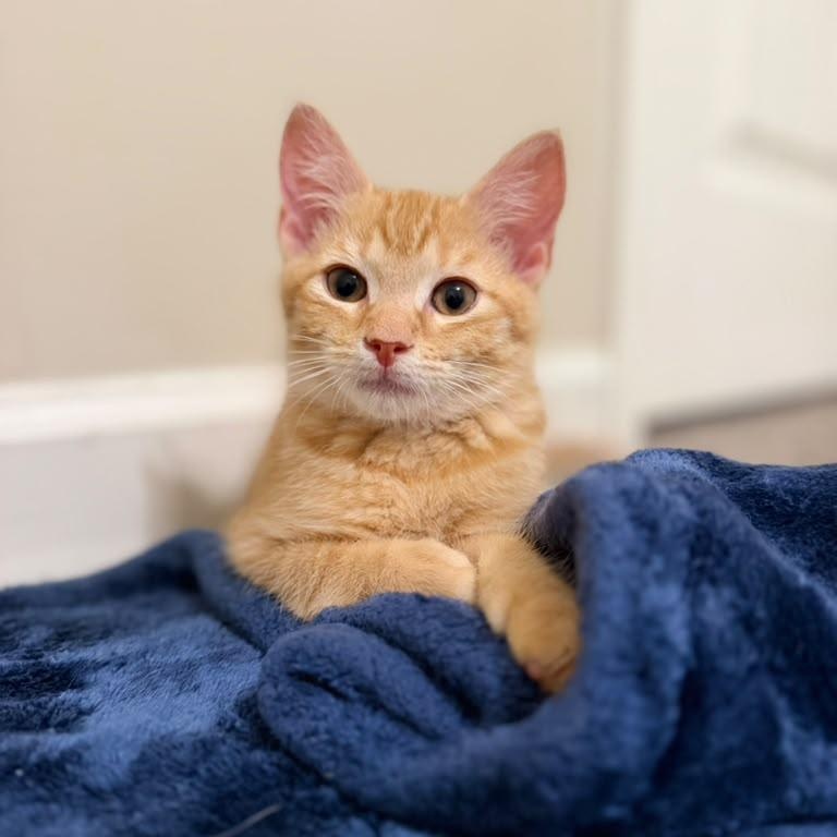Enlarge Captain Crunch, a ADOPTABLE Domestic Short Hair in Acworth, GA image 3/5
