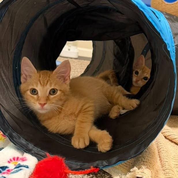 Enlarge Captain Crunch, a ADOPTABLE Domestic Short Hair in Acworth, GA image 4/5