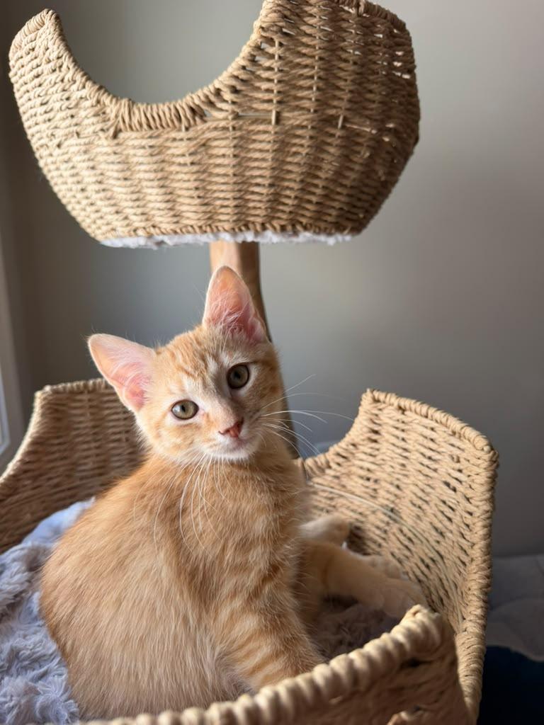 Captain Crunch, ADOPTABLE, Kitten Male Domestic Short Hair.