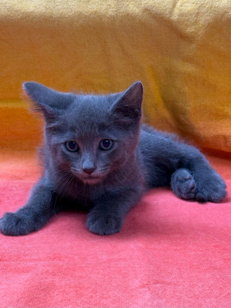Mason, Adoptable, Kitten Male Domestic Medium Hair.