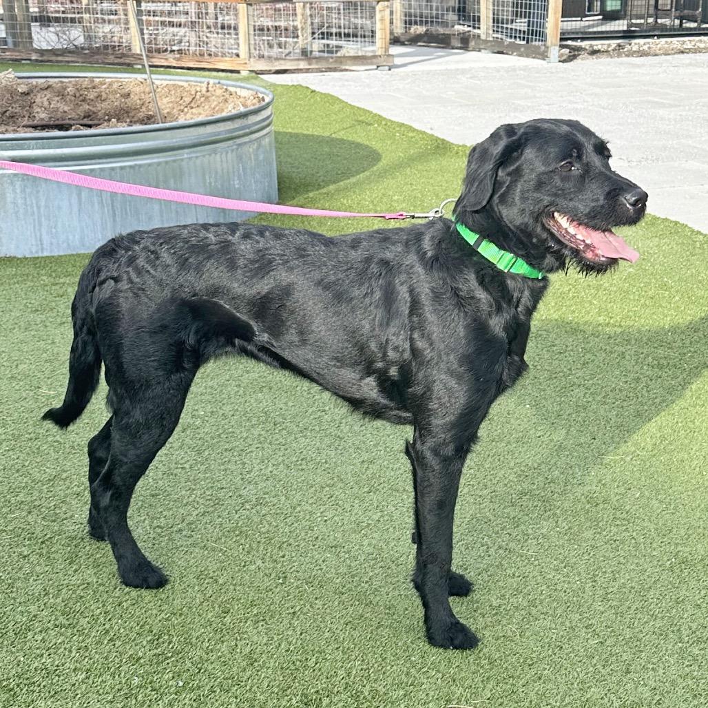 Enlarge Mazie, a Adoptable Mixed Breed in Hailey, ID image 1/5