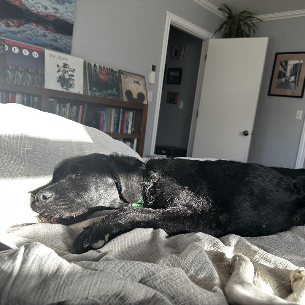 Mazie, a Adoptable Mixed Breed in Hailey, ID image 2/6