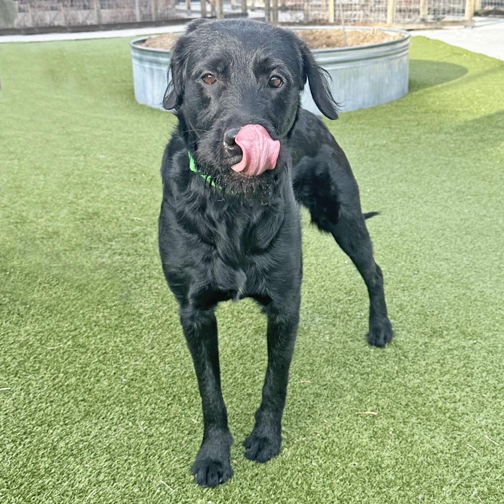 Enlarge Mazie, a Adoptable Mixed Breed in Hailey, ID image 3/5