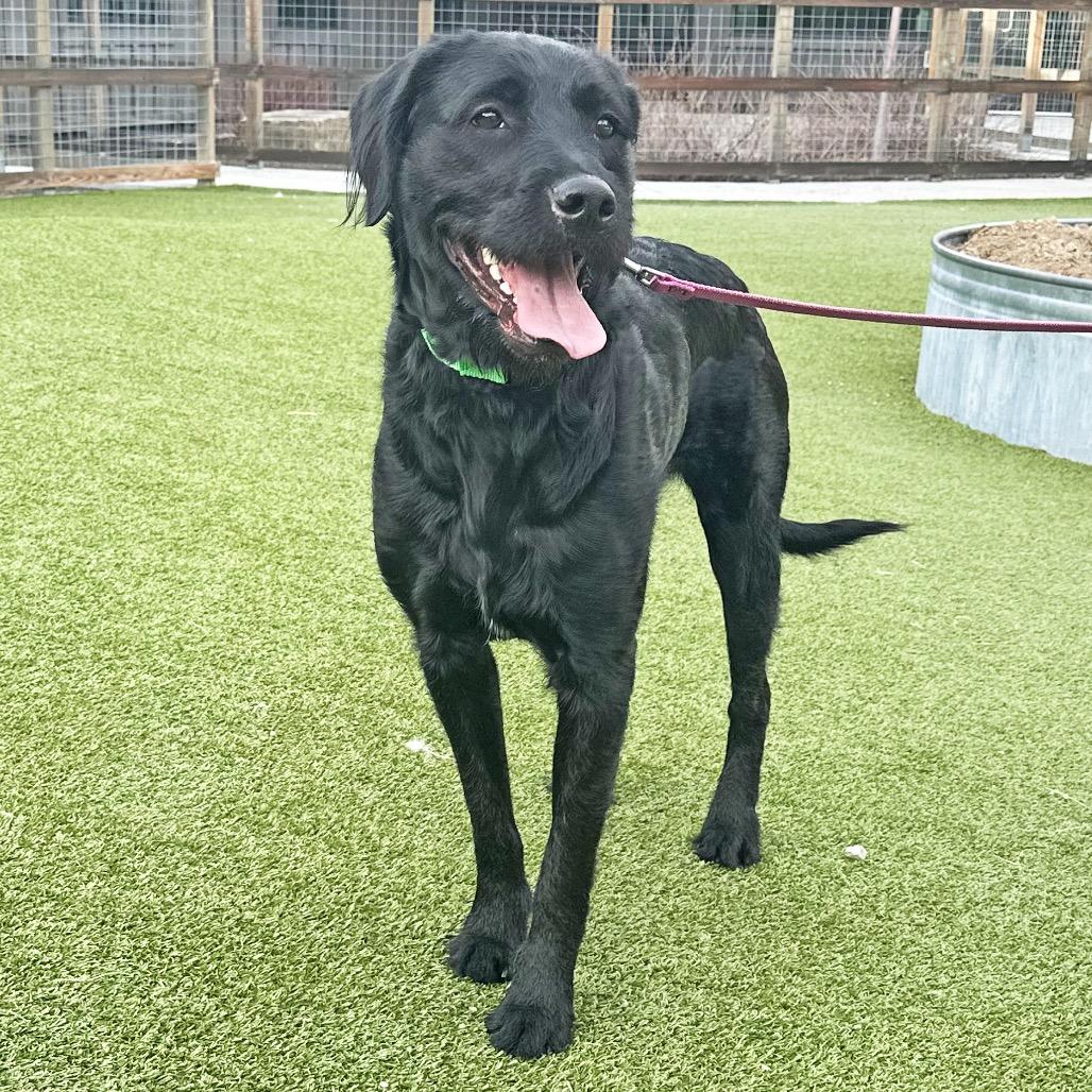 Enlarge Mazie, a Adoptable Mixed Breed in Hailey, ID image 5/5