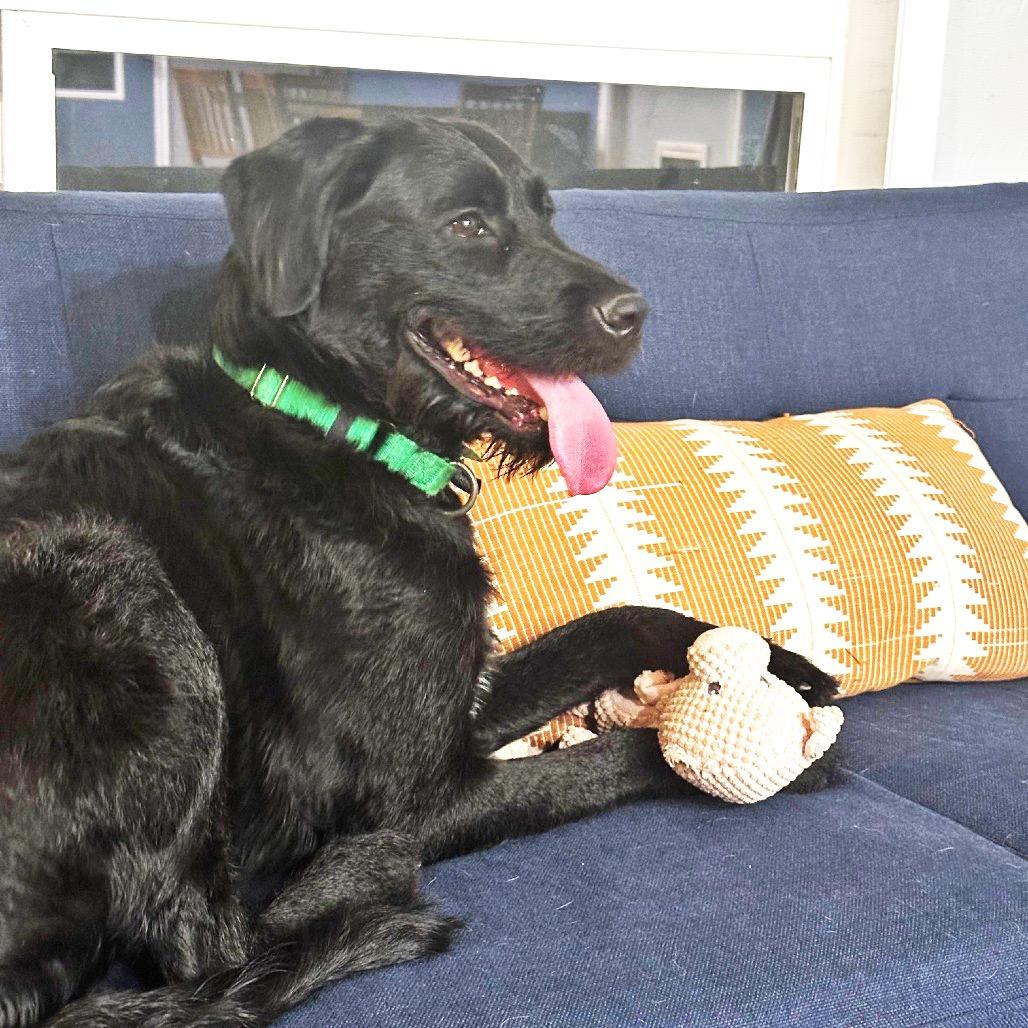 Mazie, a Adoptable Mixed Breed in Hailey, ID image 6/6