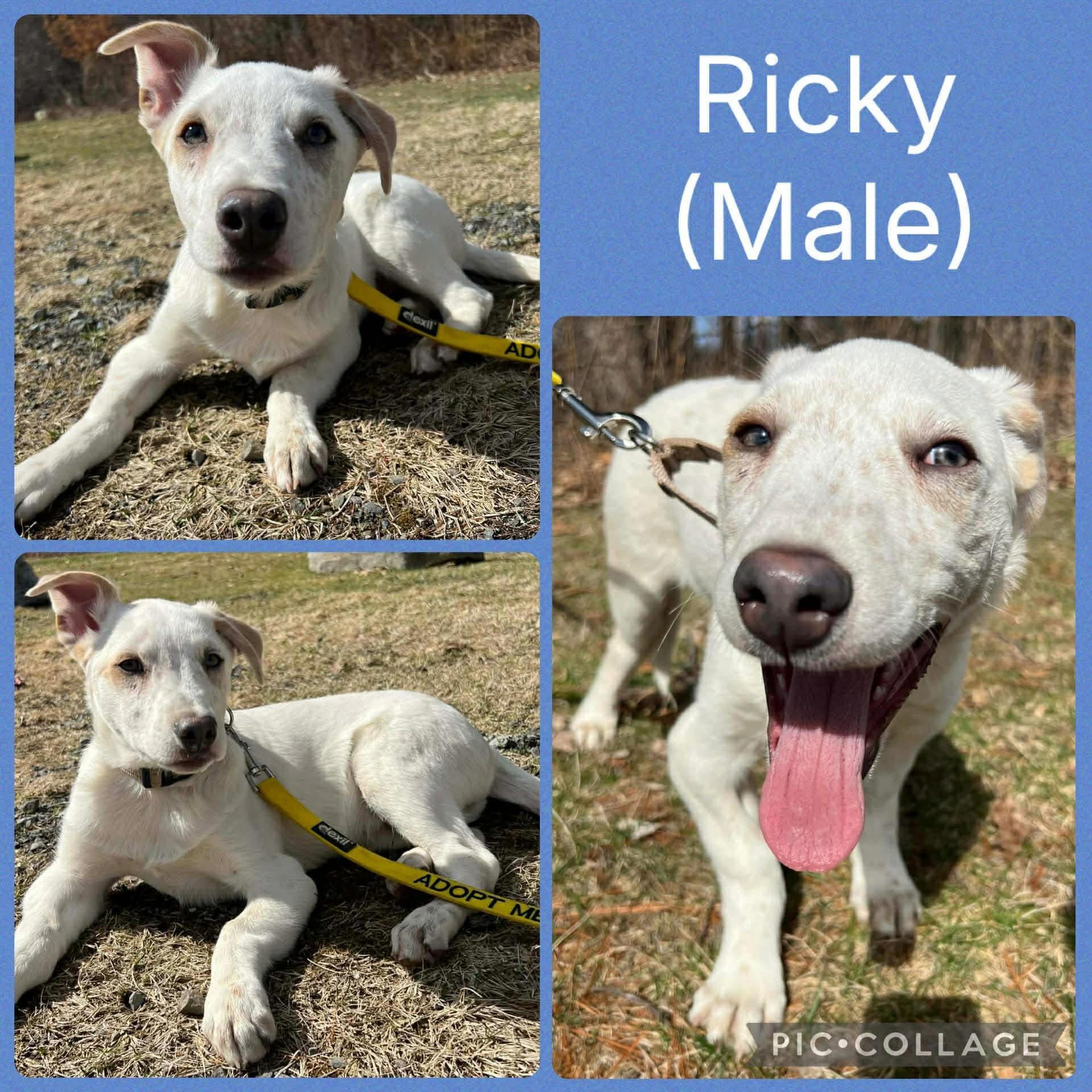 Ricky, ADOPTABLE, Puppy Male Cattle Dog & Labrador Retriever.