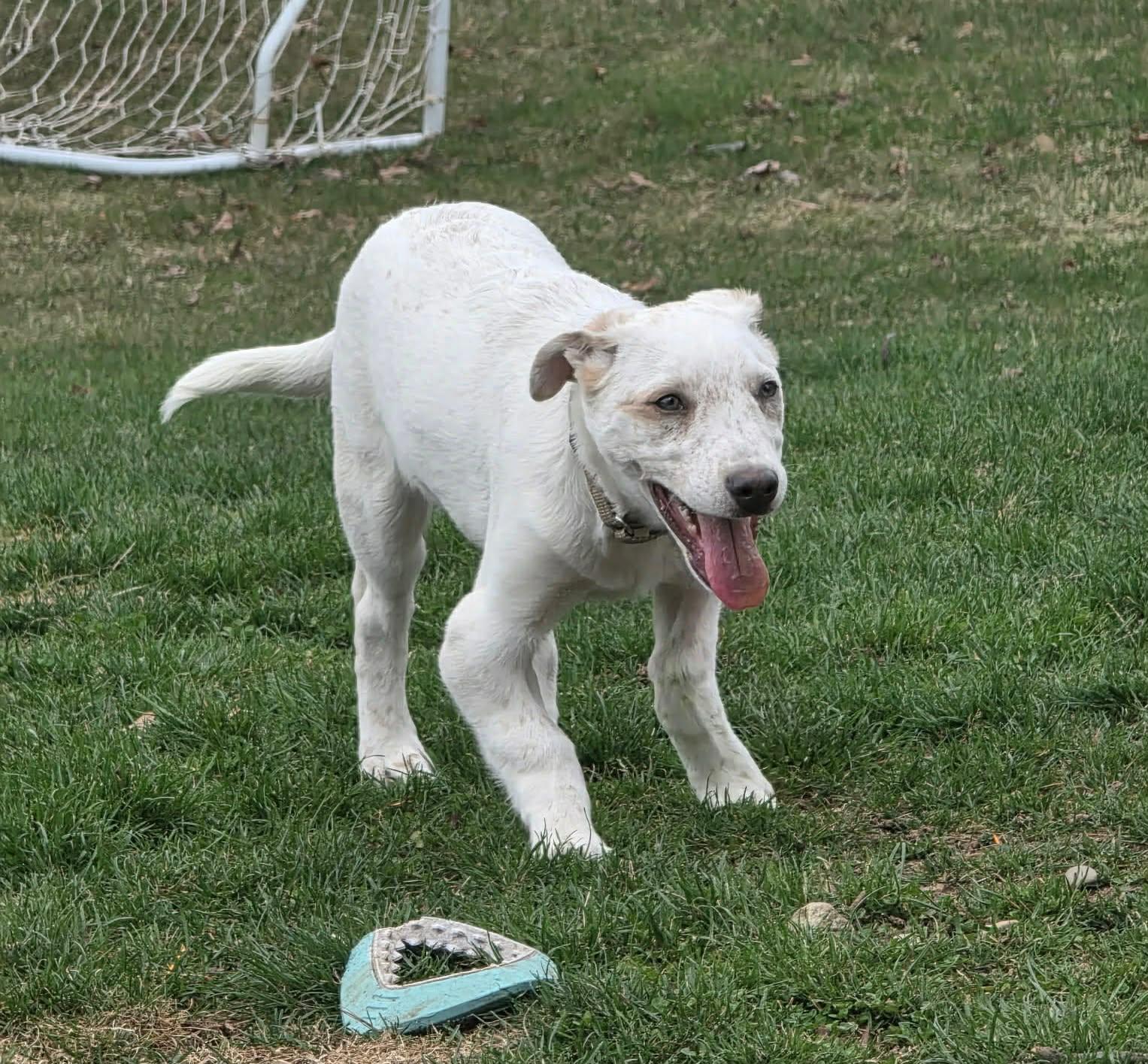 Ricky, a ADOPTABLE mixed breed in Ringwood, NJ image 2/2