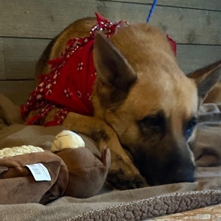 Hank, Adult Male German Shepherd Dog