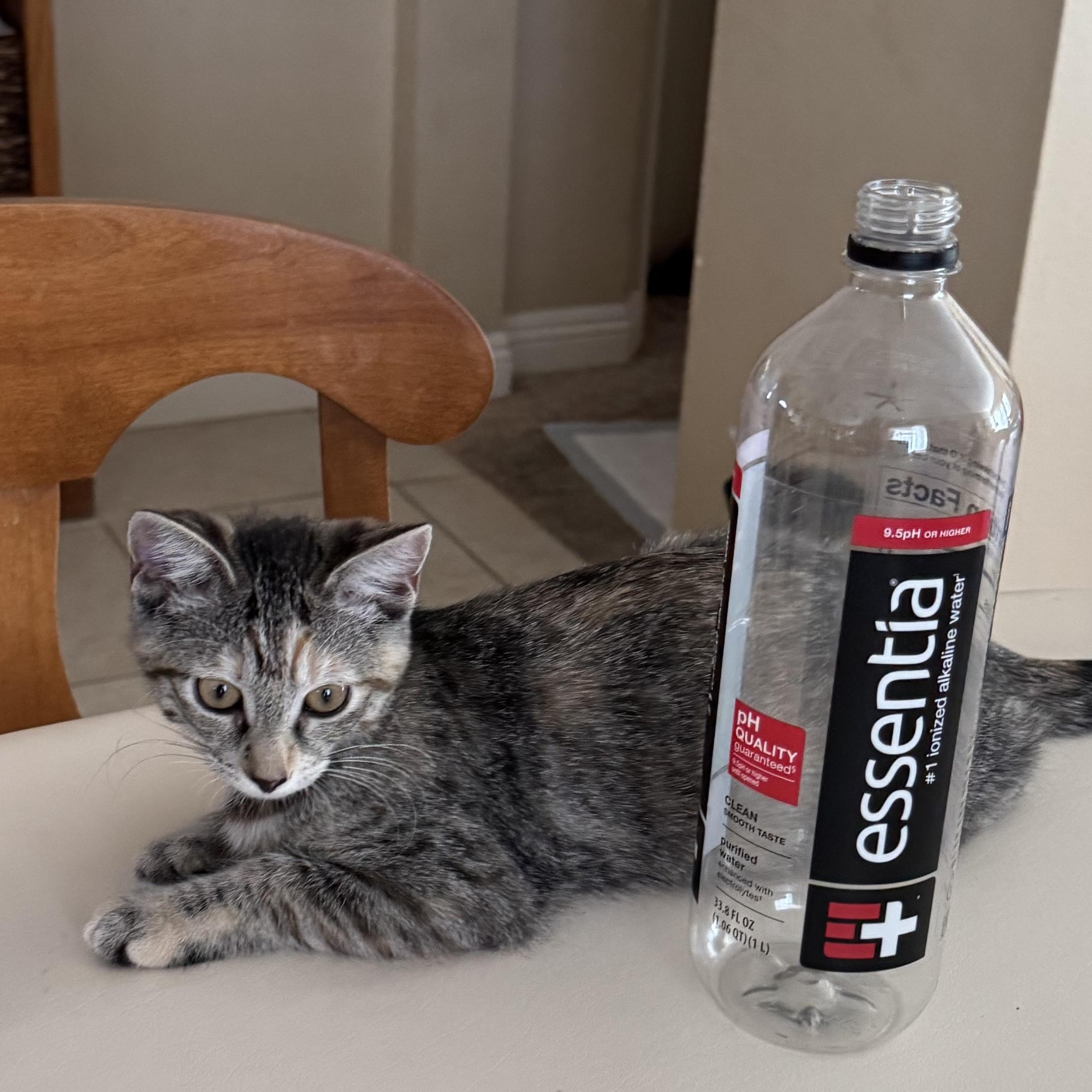 Enlarge Jewel, a Adopted Domestic Short Hair in Orange, CA image 2/3