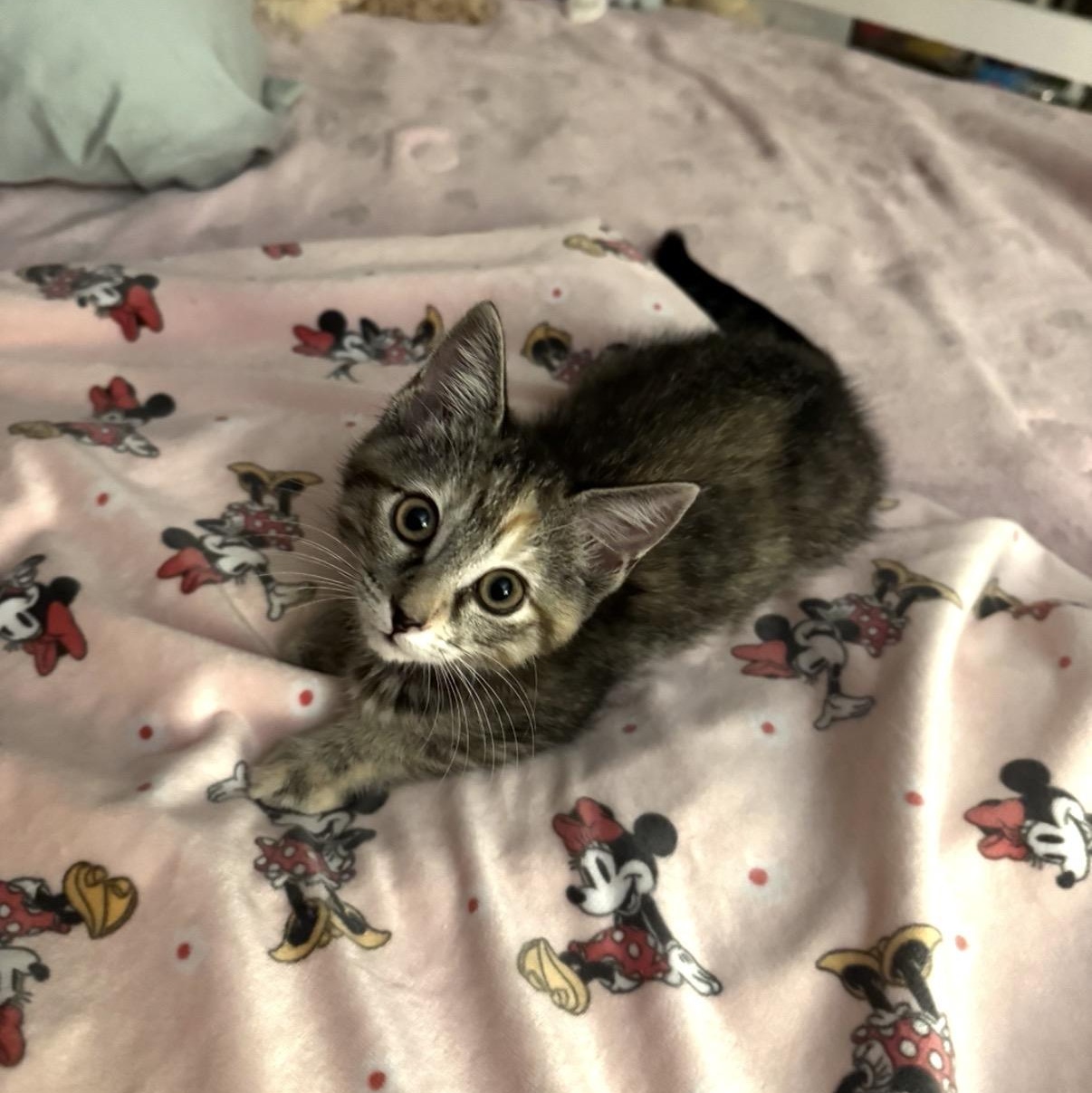 Enlarge Jewel, a Adopted Domestic Short Hair in Orange, CA image 3/3
