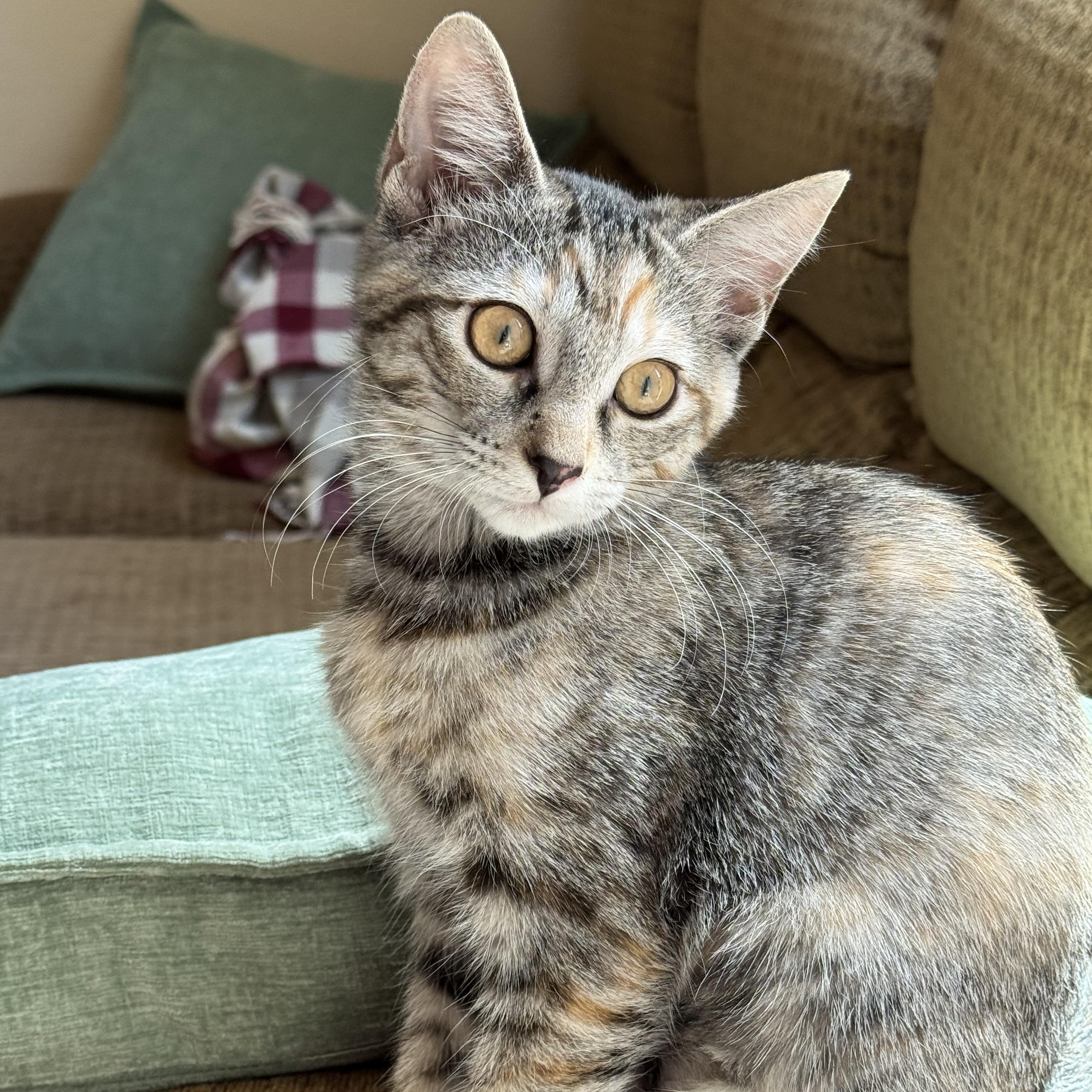 Jewel, Adopted, Kitten Female Domestic Short Hair.
