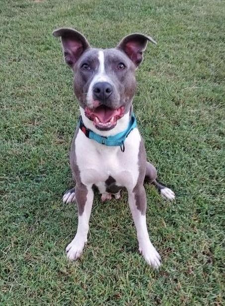 Diamond , ADOPTABLE, Young Female Mixed Breed.