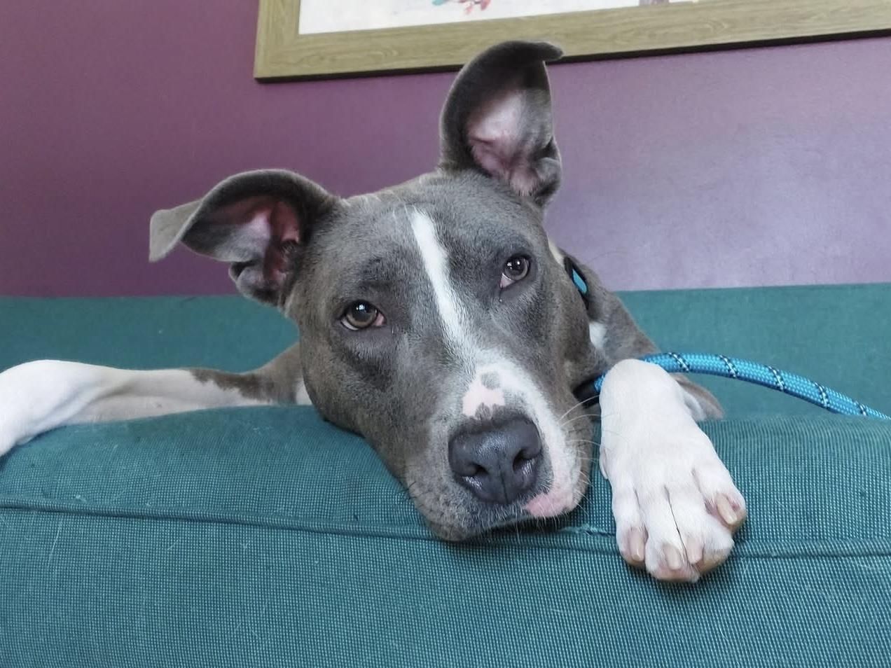 Enlarge Diamond , a ADOPTABLE mixed breed in Greenwood, IN image 2/6