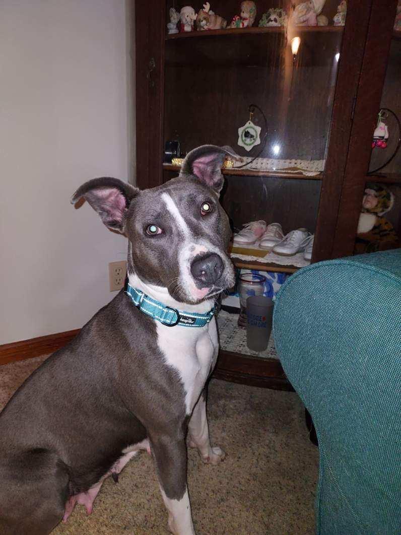 Enlarge Diamond , a ADOPTABLE mixed breed in Greenwood, IN image 3/6