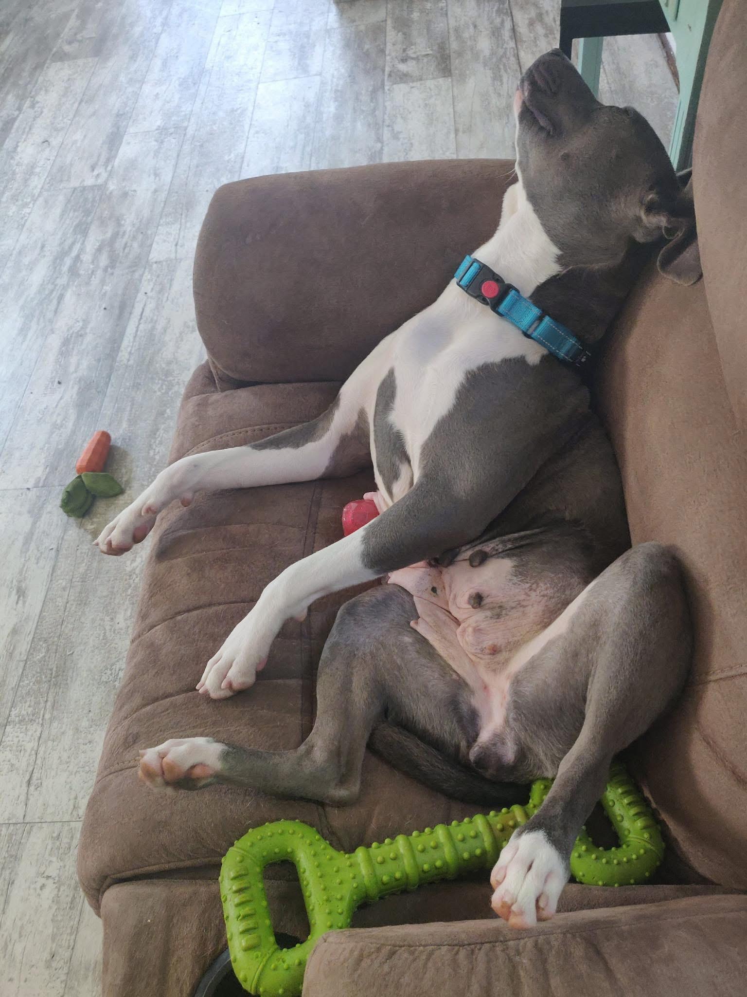 Enlarge Diamond , a ADOPTABLE mixed breed in Greenwood, IN image 5/6