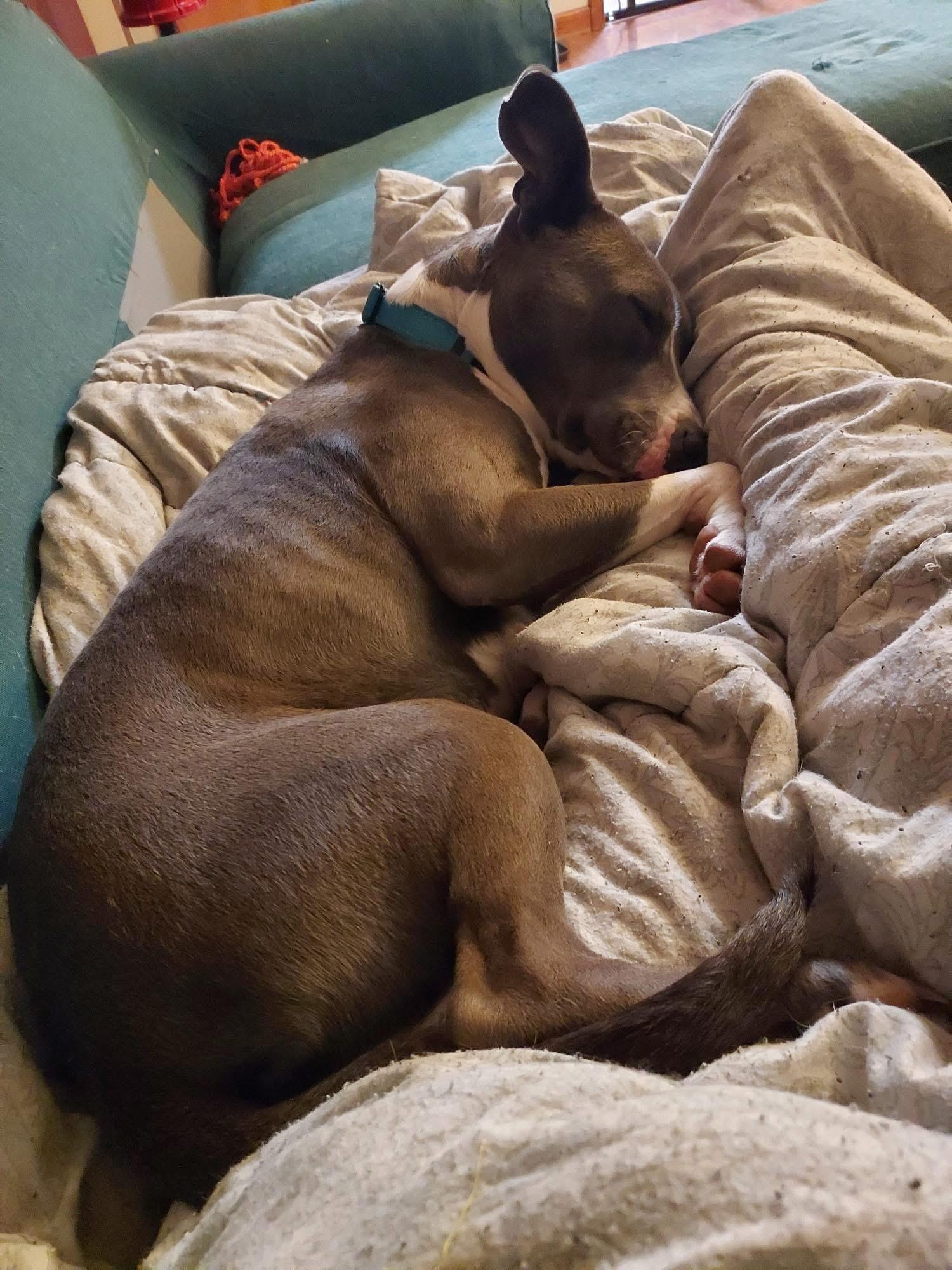 Enlarge Diamond , a ADOPTABLE mixed breed in Greenwood, IN image 6/6