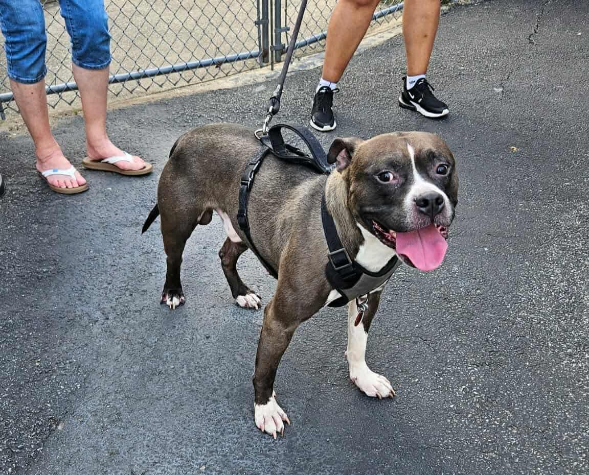 Boomer, a hold mixed breed in Westwood, NJ image 2/6