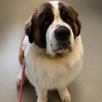 Leo, ADOPTABLE, Adult Male Saint Bernard.