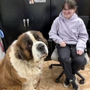 Enlarge Leo, a ADOPTABLE Saint Bernard in Worcester, MA image 2/2