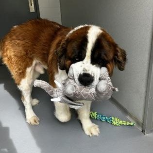 Leo, a ADOPTABLE Saint Bernard in Worcester, MA image 3/3