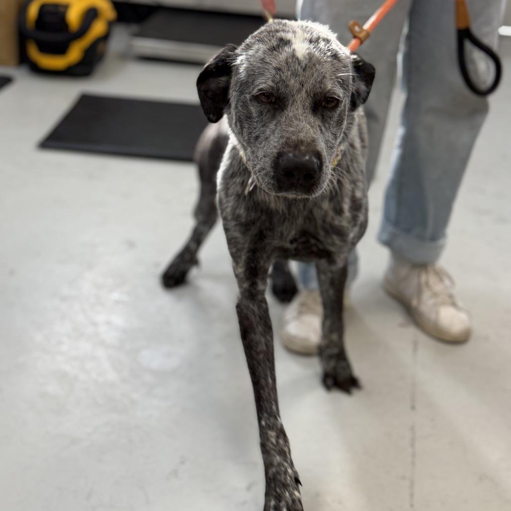 Hank, Adoptable, Adult Male Australian Cattle Dog / Blue Heeler & Great Pyrenees.