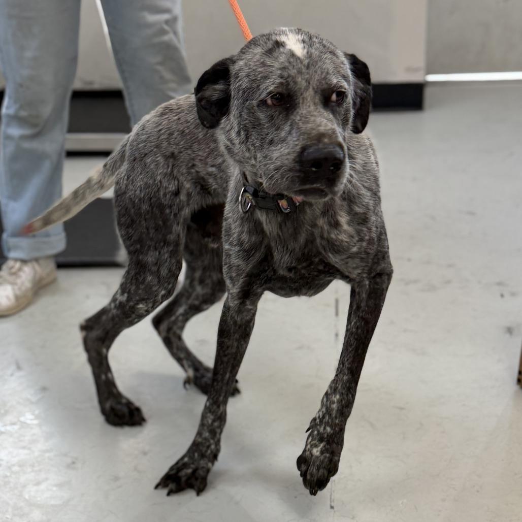 Hank, a Adoptable mixed breed in Houston, TX image 2/2