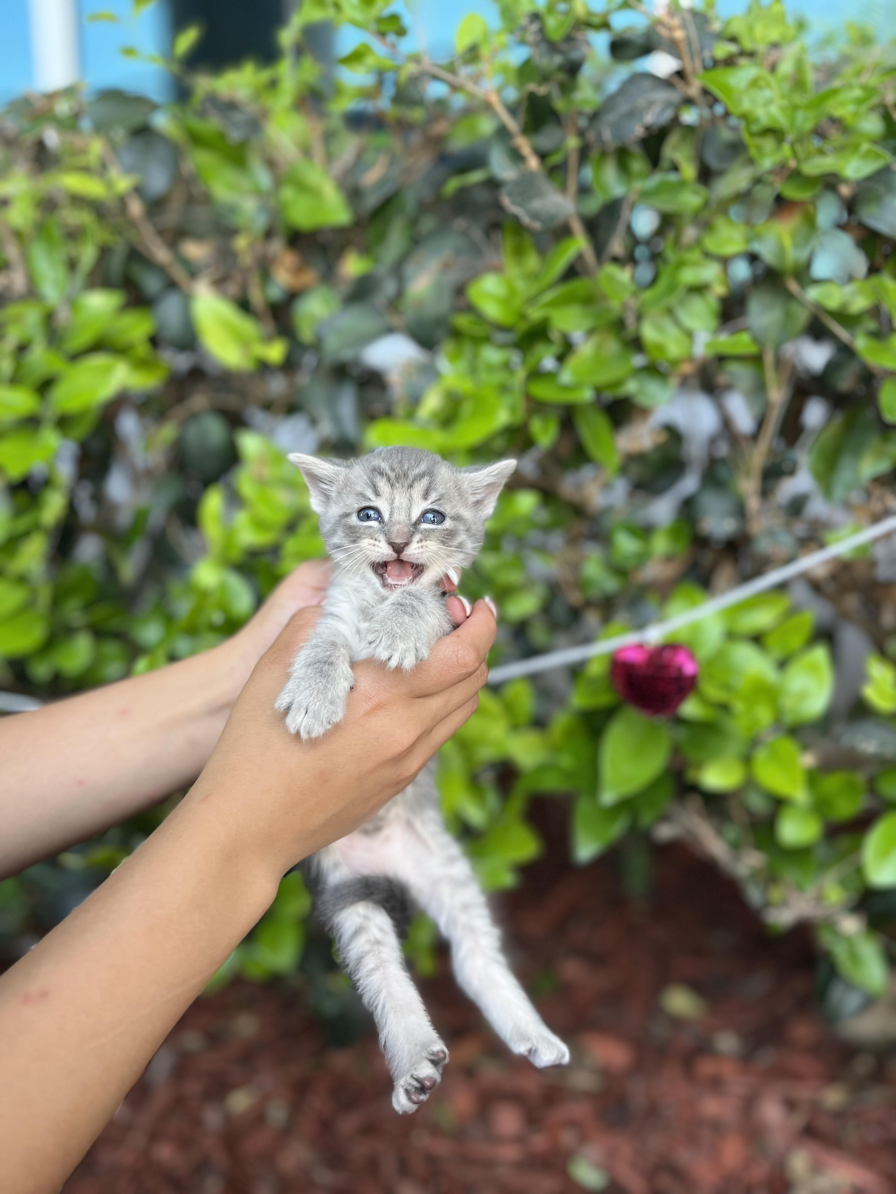 Enlarge BENSON, an adopted Domestic Short Hair in South El Monte, CA image 2/4