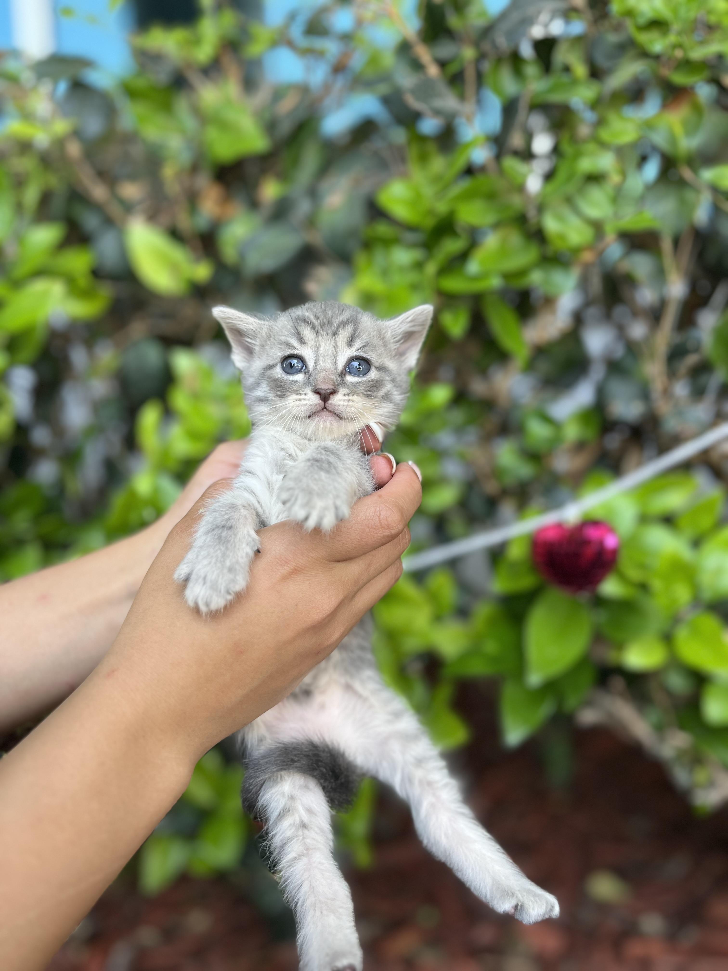 BENSON, adopted, Kitten Male Domestic Short Hair.