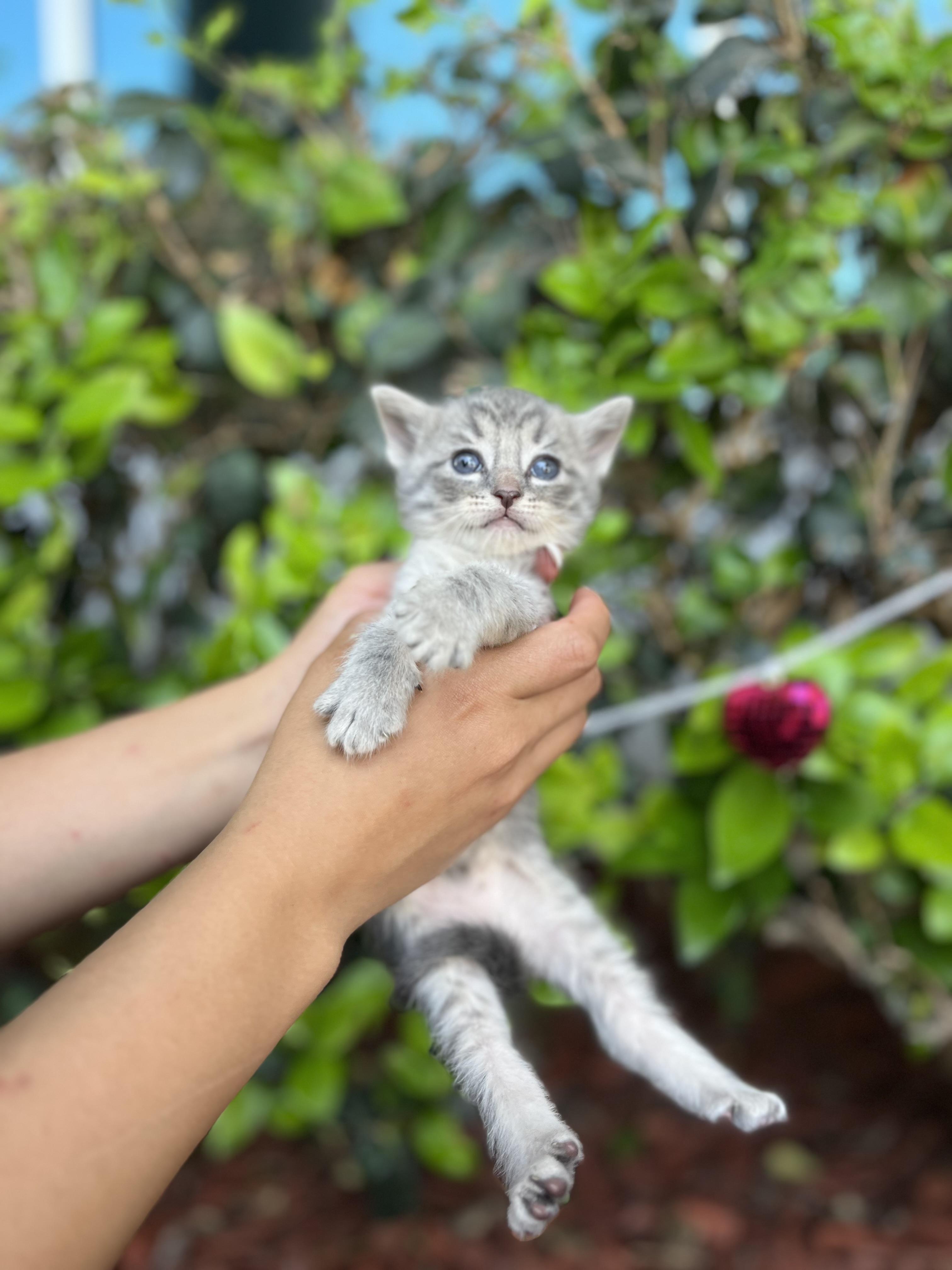 Enlarge BENSON, an adopted Domestic Short Hair in South El Monte, CA image 4/4