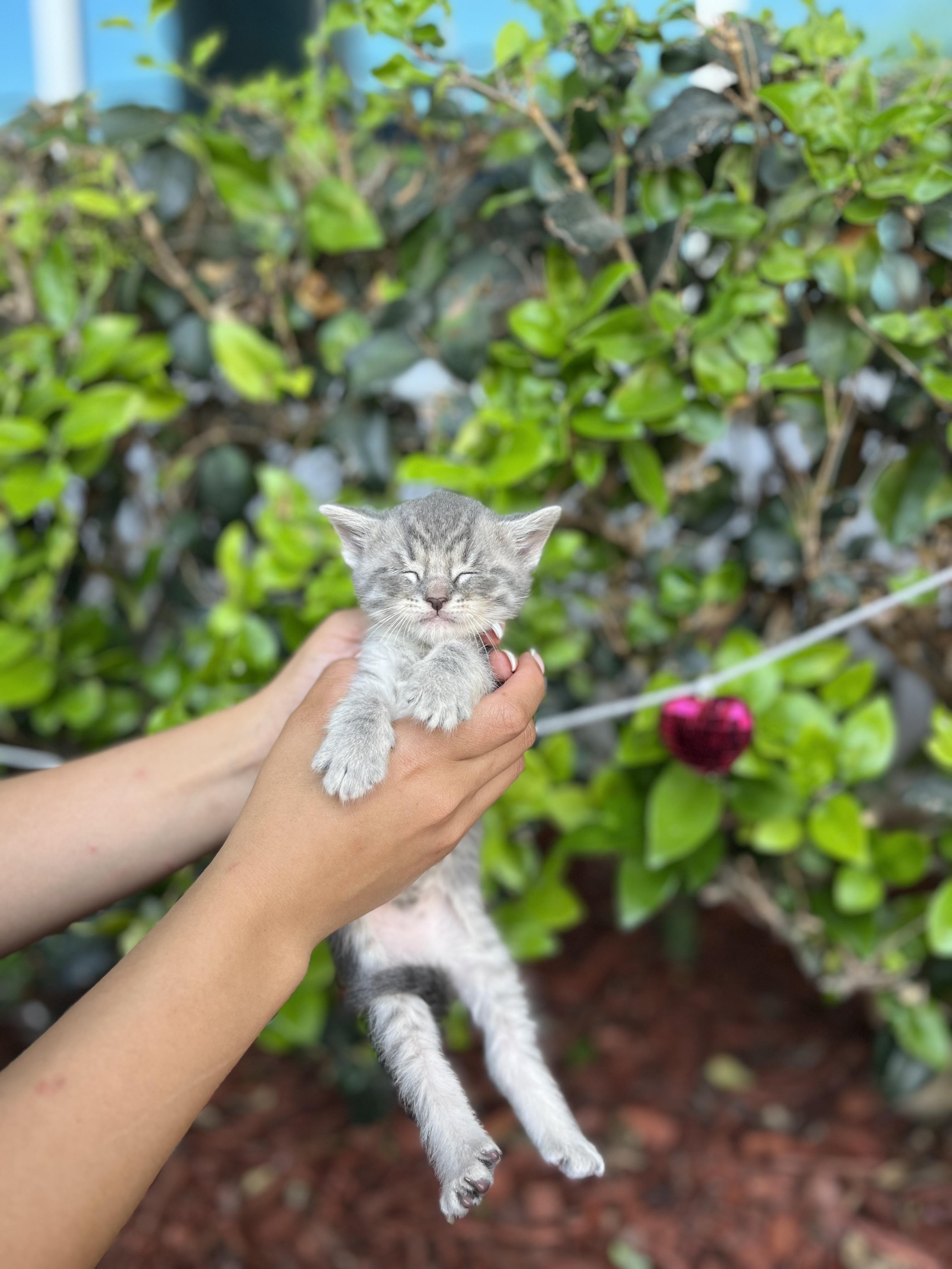 Enlarge BENSON, an adopted Domestic Short Hair in South El Monte, CA image 3/4