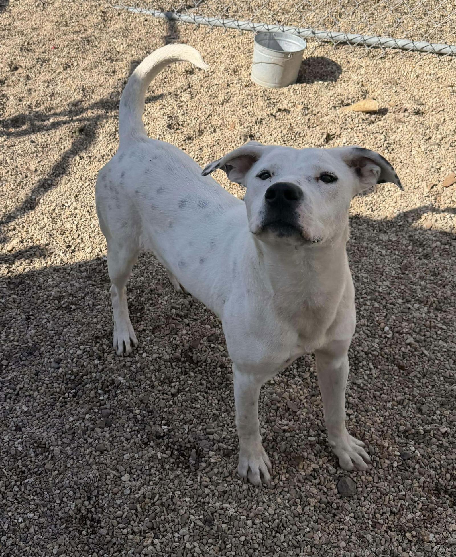 Koba Handsome Hunk! thumbnail 2