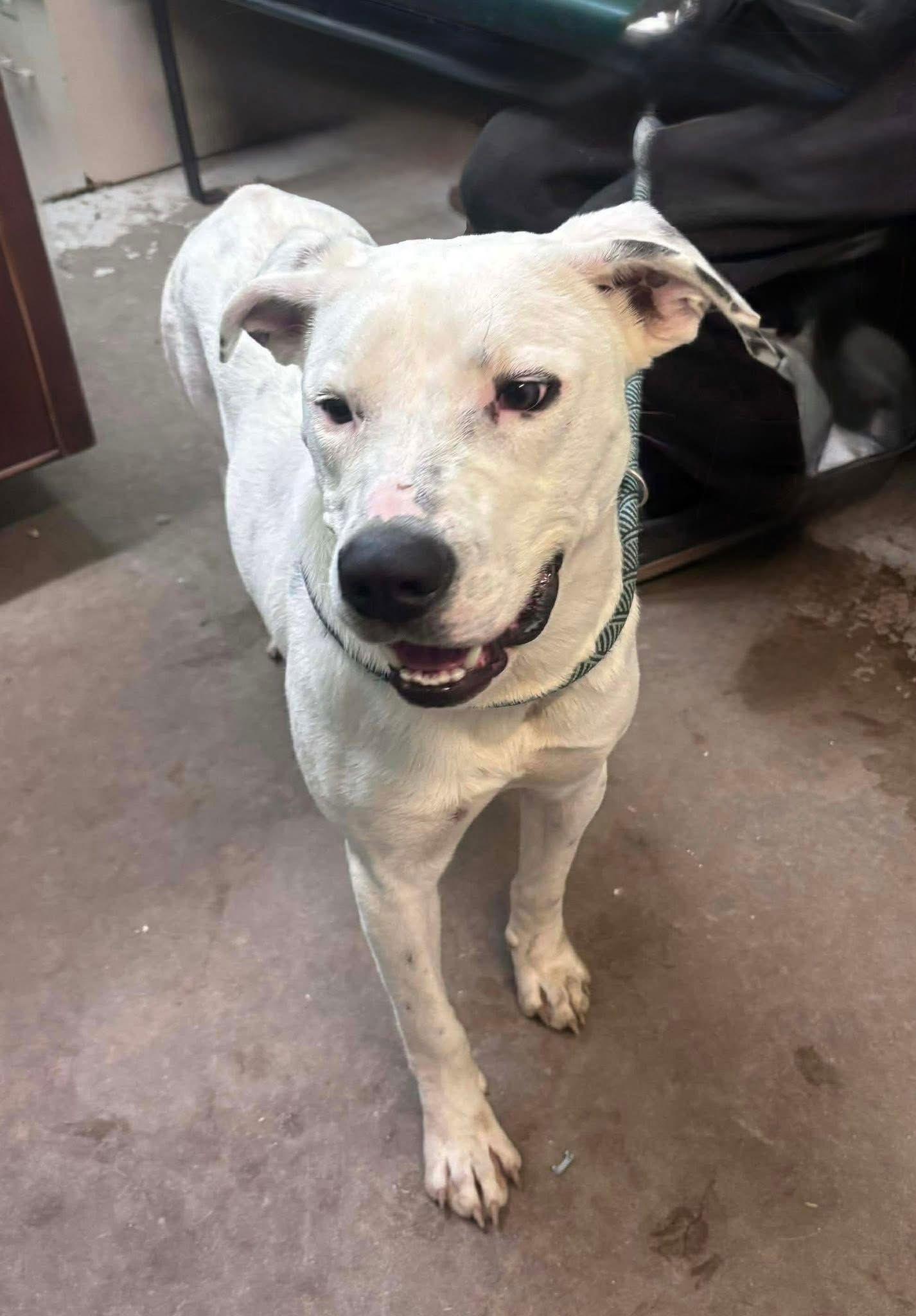 Koba Handsome Hunk! thumbnail 3