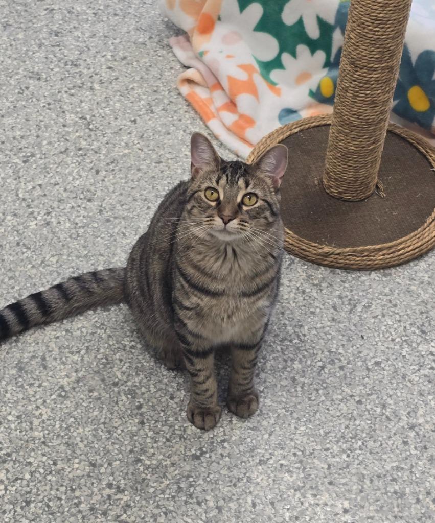 Cherise, Adoptable, Kitten Female Domestic Short Hair.