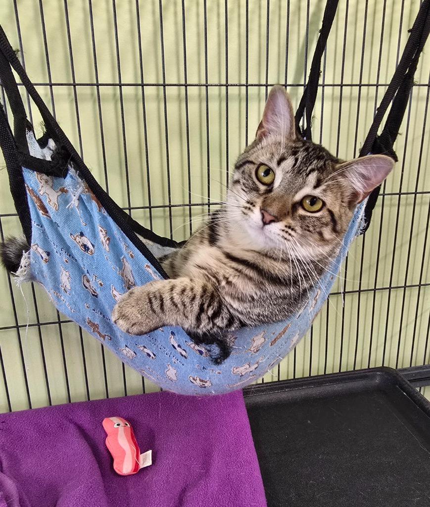 Cherise, a Adoptable mixed breed in Auburn, IN image 3/6