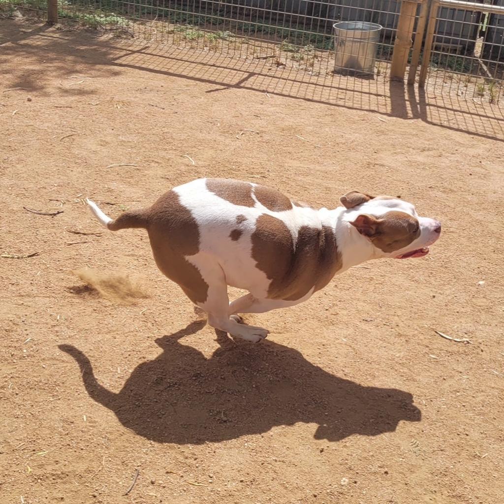 Moo, Adoptable, Adult Female Pit Bull Terrier.