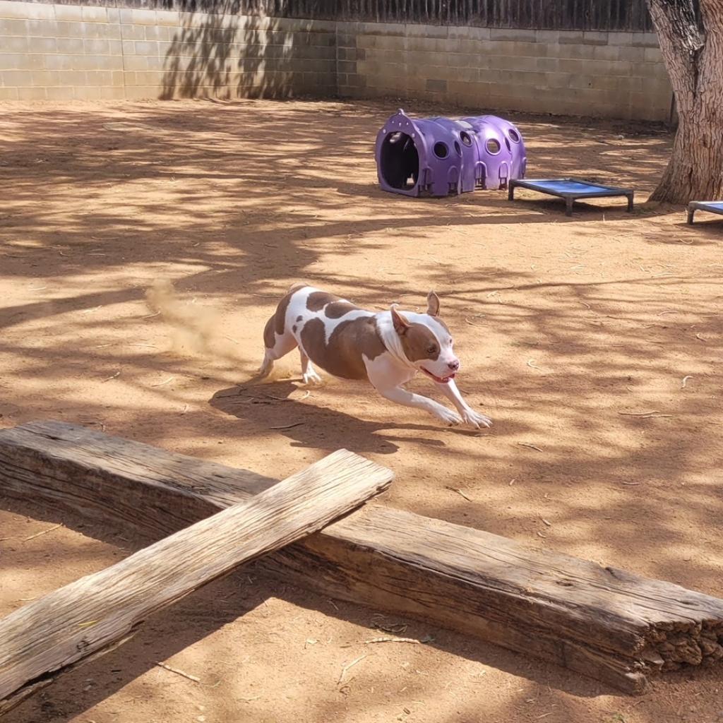 Moo, a Adoptable Pit Bull Terrier in San Antonio, TX image 2/5