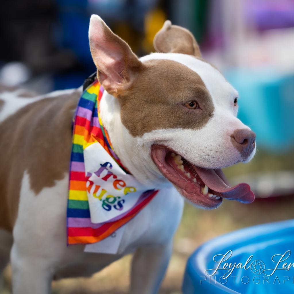 Moo, a Adoptable Pit Bull Terrier in San Antonio, TX image 3/5