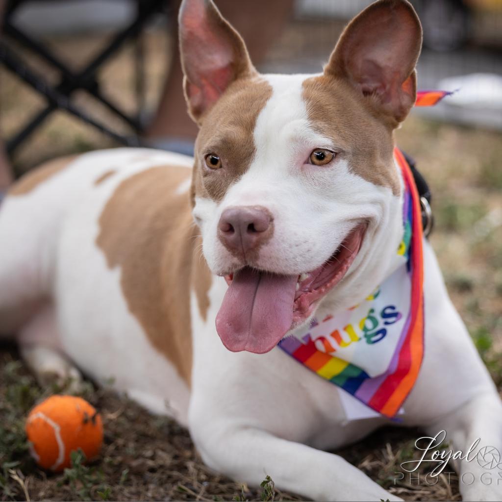 Moo, a Adoptable Pit Bull Terrier in San Antonio, TX image 4/5