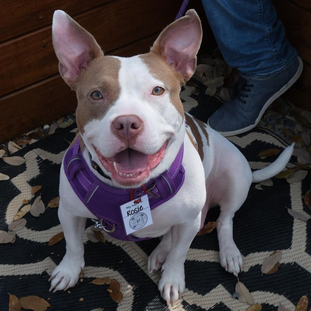 Moo, a Adoptable Pit Bull Terrier in San Antonio, TX image 5/5