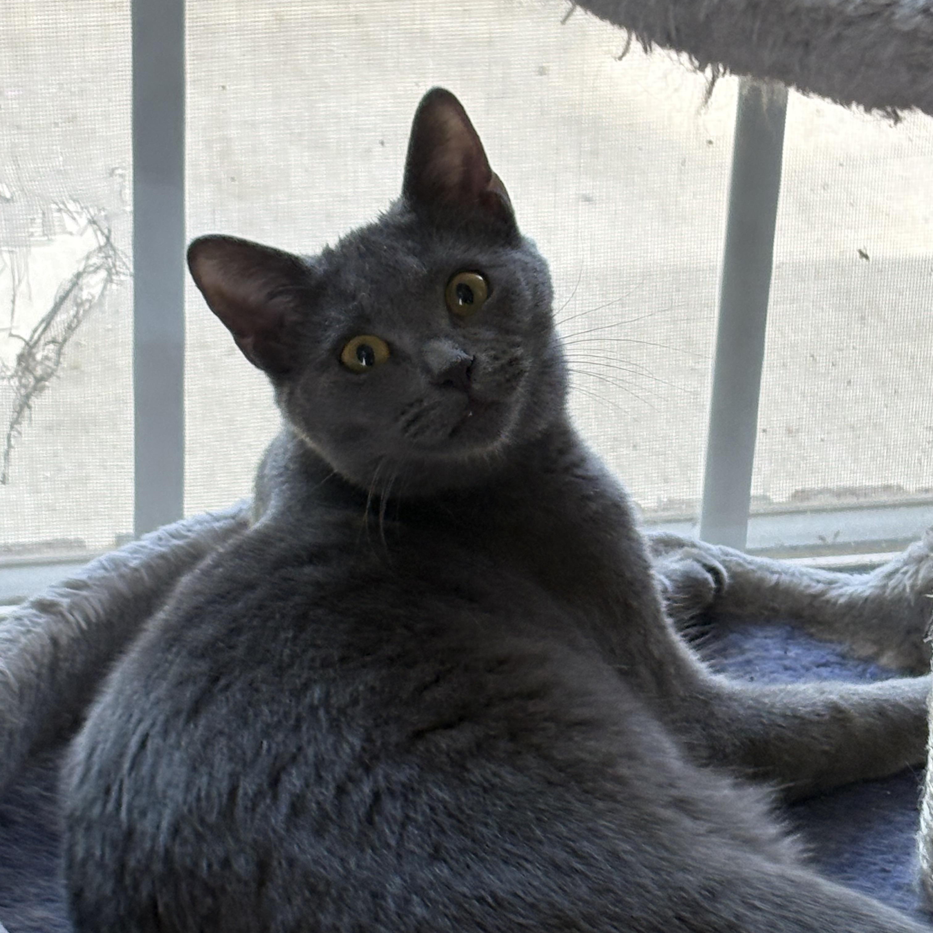 Enlarge Ty Ty, an adopted mixed breed in Belmont, NC image 3/5