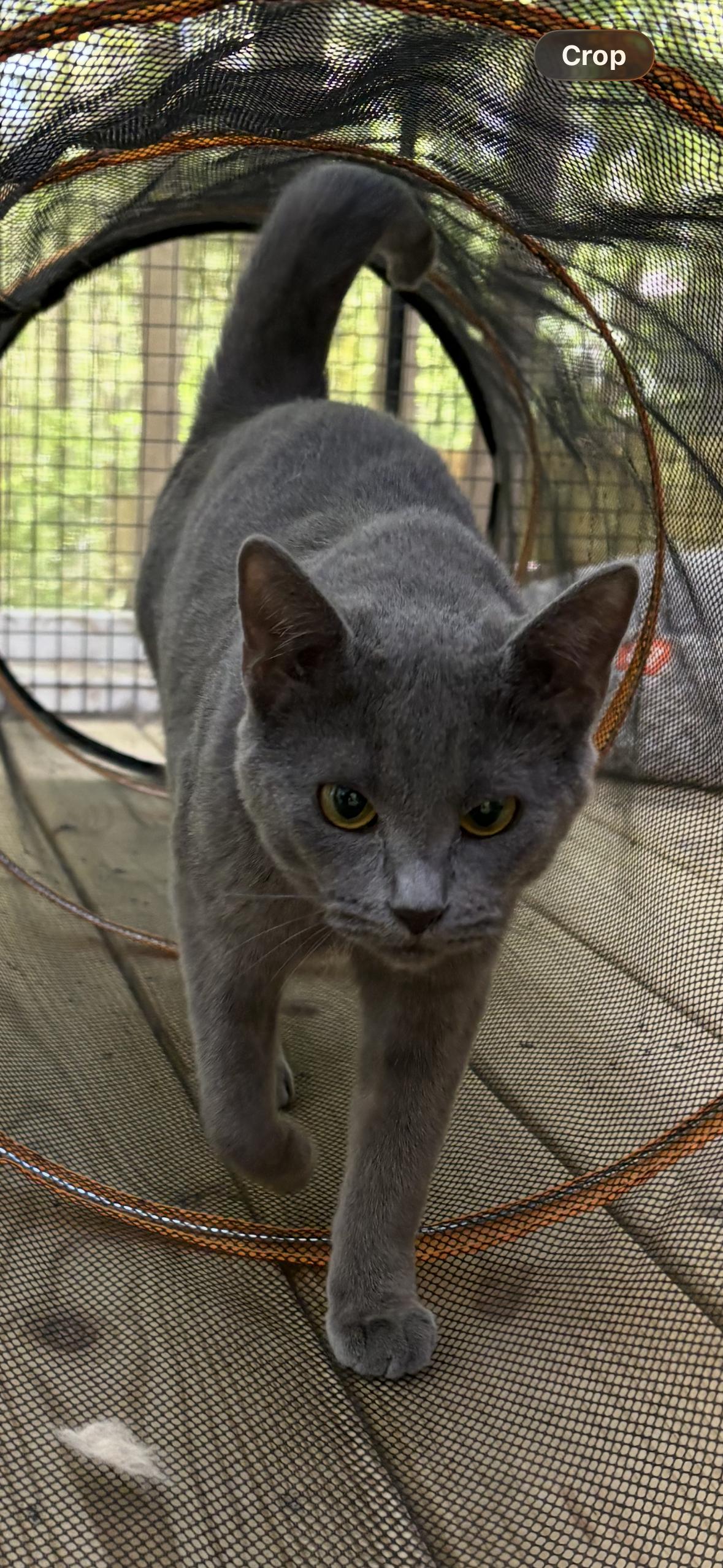 Ty Ty, adopted, Kitten Female Russian Blue & Domestic Short Hair.