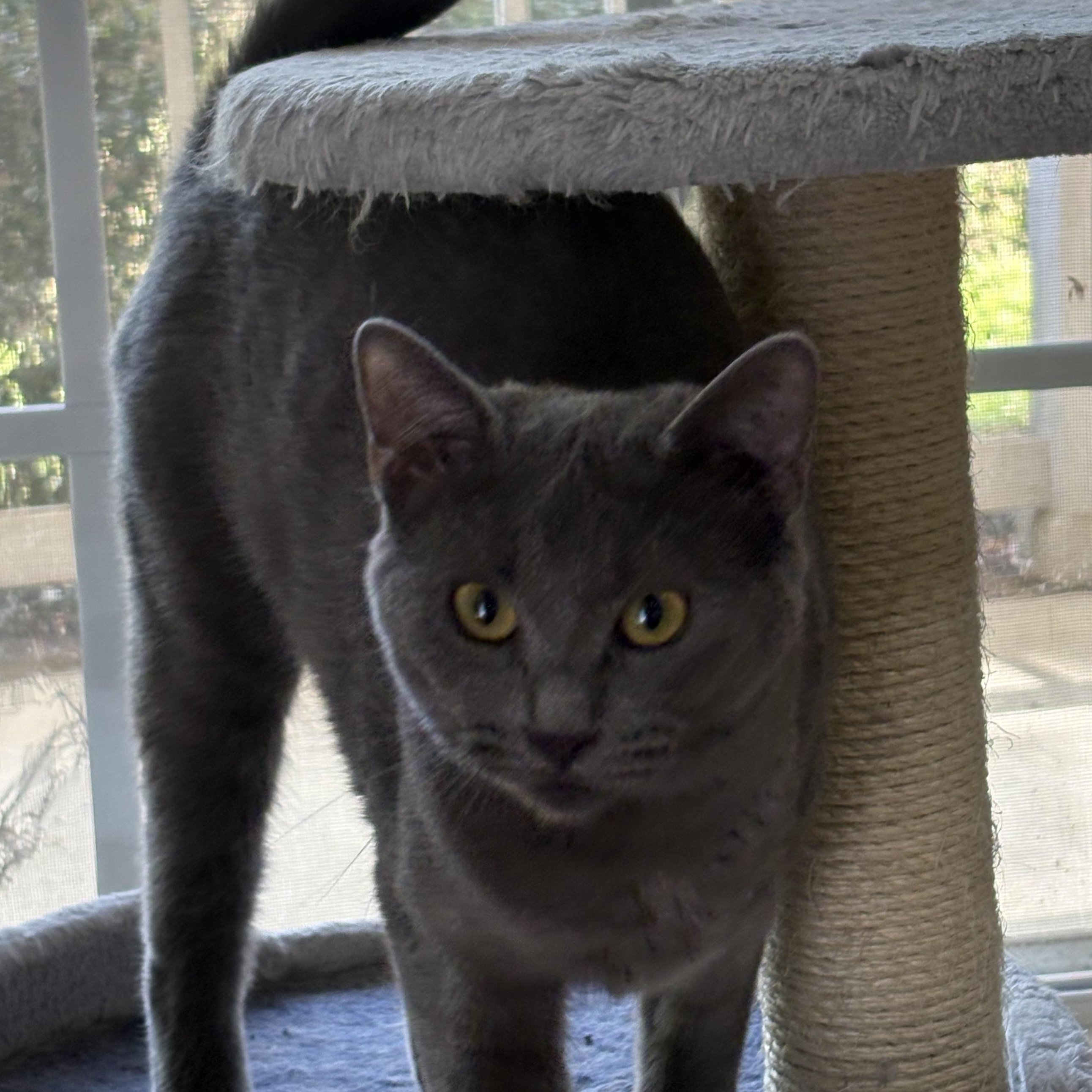 Enlarge Ty Ty, an adopted mixed breed in Belmont, NC image 2/5