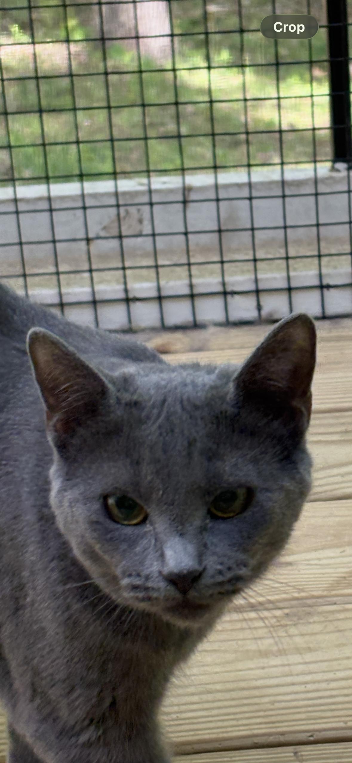 Enlarge Ty Ty, an adopted mixed breed in Belmont, NC image 5/5