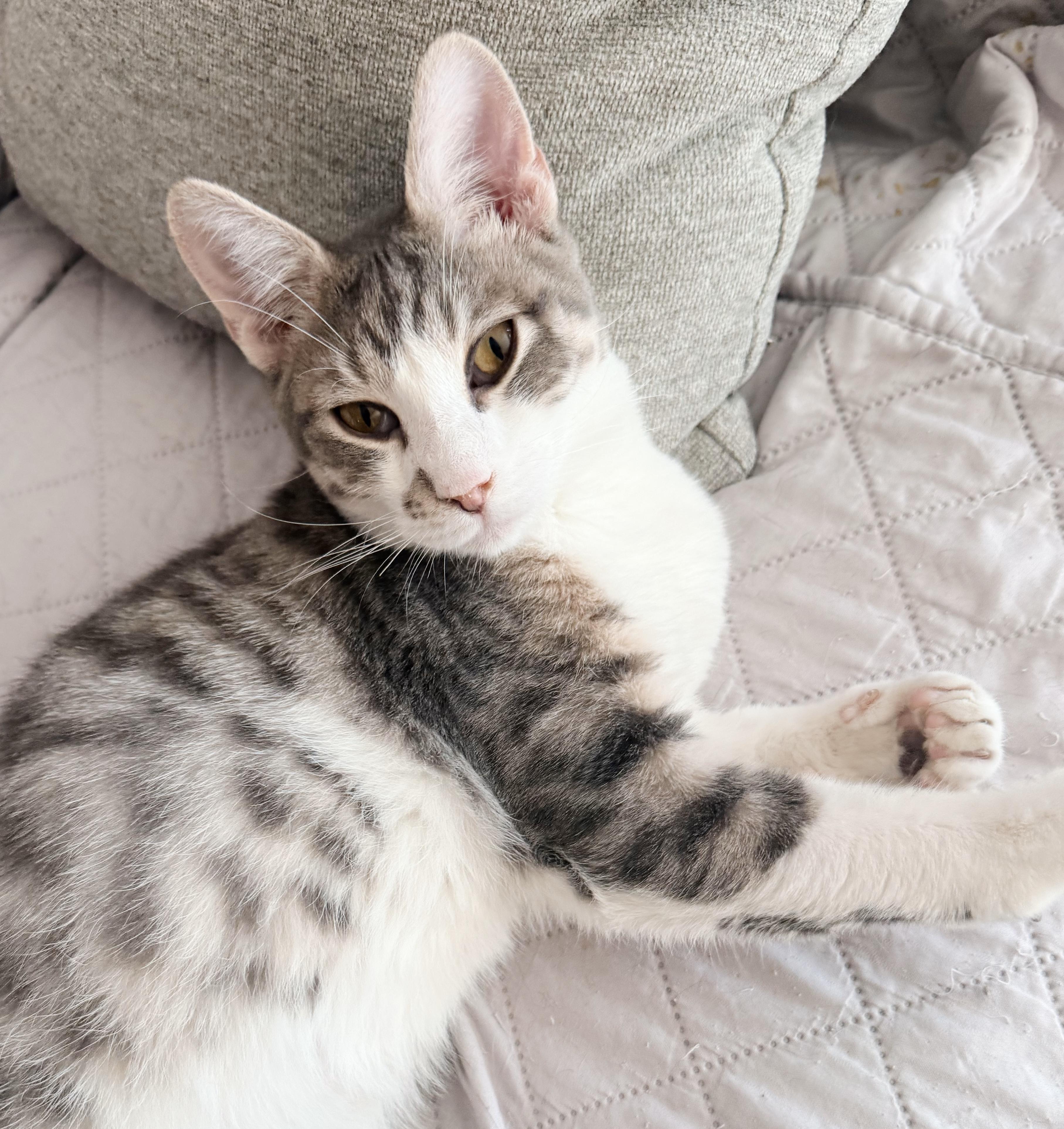 Enlarge Boots, a Adoptable Tabby in Philadelphia, PA image 1/6