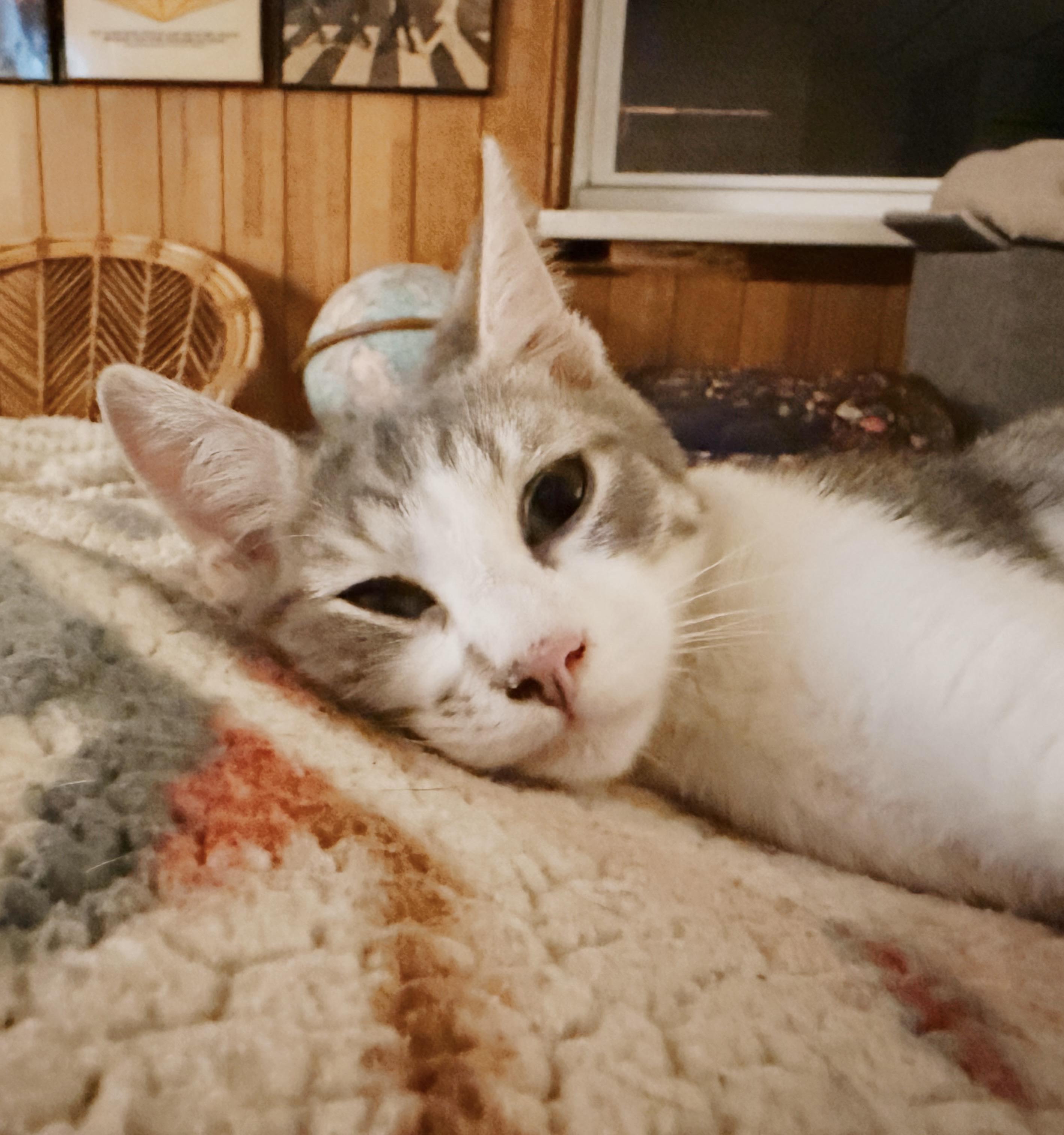 Boots, Adoptable, Kitten Male Tabby.