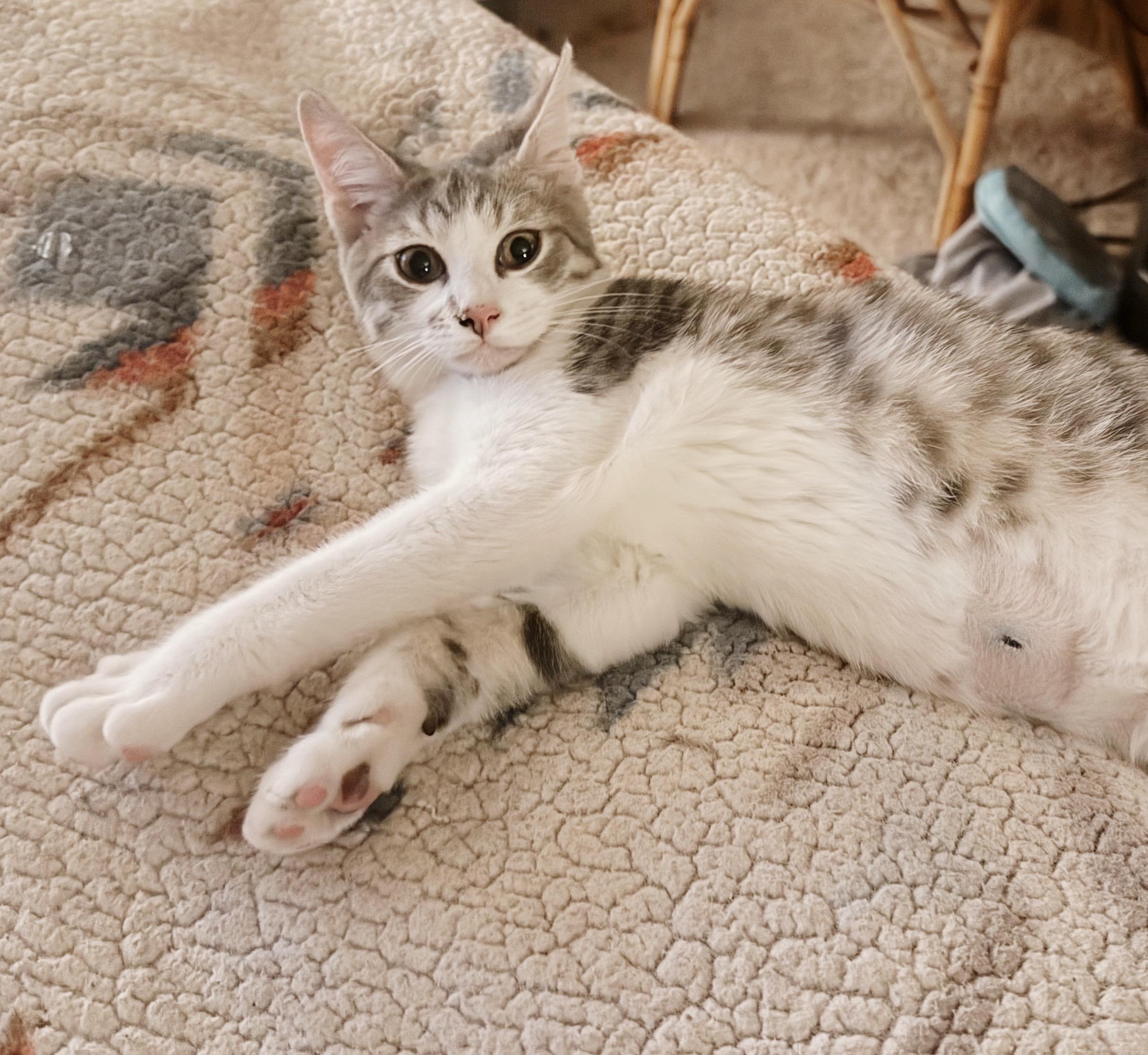 Enlarge Boots, a Adoptable Tabby in Philadelphia, PA image 4/5