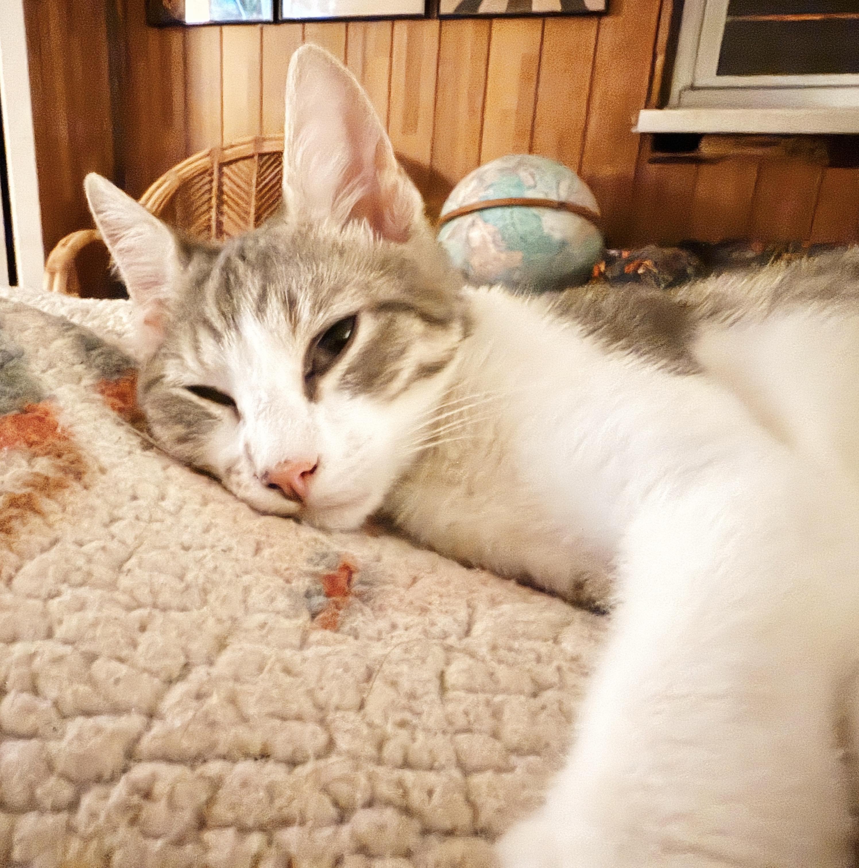 Enlarge Boots, a Adoptable Tabby in Philadelphia, PA image 5/5